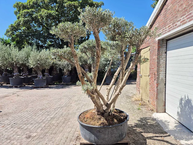 Olijfboom multibol - olea europaea - 100 jaar oud - hoogte ca. 250 cm - afbeelding 3 van  7