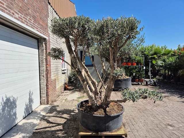 Olijfboom multibol - olea europaea - 100 jaar oud - hoogte ca. 250 cm - afbeelding 4 van  7