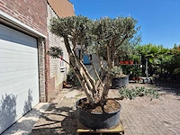 Olijfboom multibol - olea europaea - 100 jaar oud - hoogte ca. 250 cm - afbeelding 4 van  7