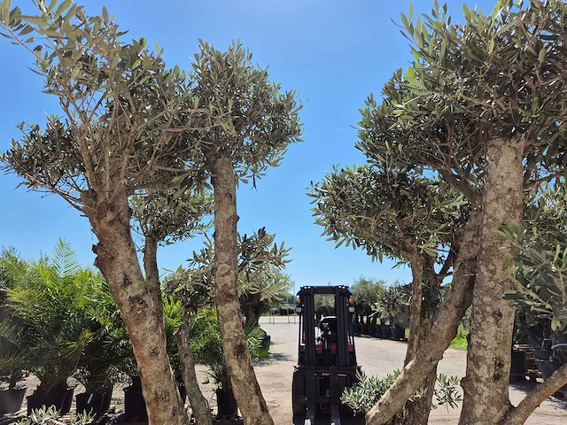 Olijfboom multibol - olea europaea - 100 jaar oud - hoogte ca. 250 cm - afbeelding 5 van  7