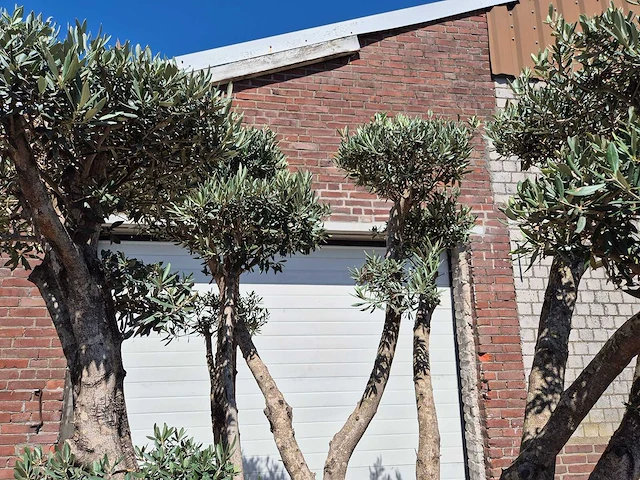 Olijfboom multibol - olea europaea - 100 jaar oud - hoogte ca. 250 cm - afbeelding 7 van  7