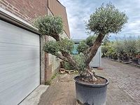 Olijfboom multibol - olea europaea - 100 jaar oud - hoogte ca. 300 cm - afbeelding 2 van  5