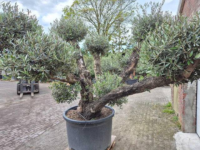Olijfboom multibol - olea europaea - 100 jaar oud - hoogte ca. 300 cm - afbeelding 3 van  5