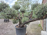 Olijfboom multibol - olea europaea - 100 jaar oud - hoogte ca. 300 cm - afbeelding 3 van  5