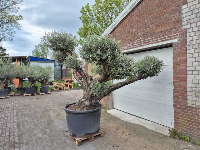 Olijfboom multibol - olea europaea - 100 jaar oud - hoogte ca. 300 cm - afbeelding 4 van  5
