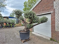 Olijfboom multibol - olea europaea - 100 jaar oud - hoogte ca. 300 cm - afbeelding 4 van  5