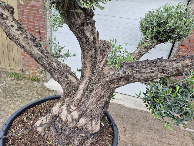 Olijfboom multibol - olea europaea - 100 jaar oud - hoogte ca. 300 cm - afbeelding 5 van  5