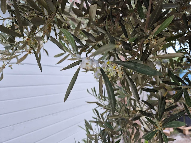 Olijfboom multibol - olea europaea - 100 jaar oud - hoogte ca. 350 cm - afbeelding 6 van  6