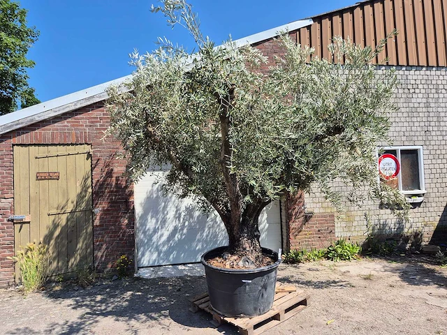 Olijfboom multibol - olea europaea - 75 jaar oud - hoogte ca. 350 cm - afbeelding 1 van  7