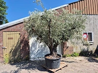Olijfboom multibol - olea europaea - 75 jaar oud - hoogte ca. 350 cm