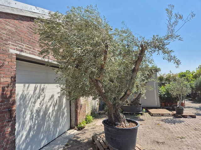 Olijfboom multibol - olea europaea - 75 jaar oud - hoogte ca. 350 cm - afbeelding 2 van  7