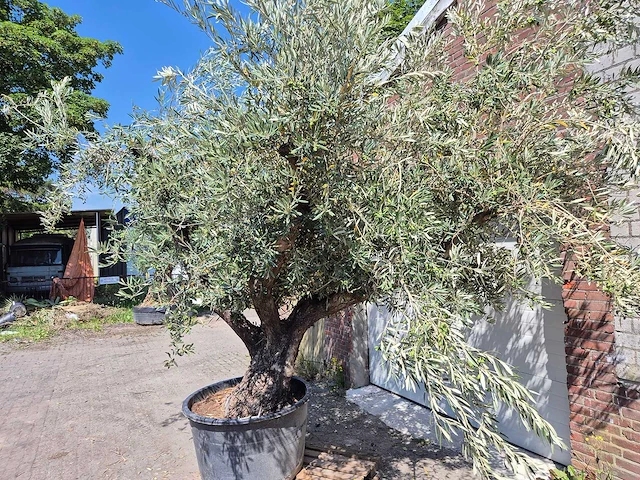 Olijfboom multibol - olea europaea - 75 jaar oud - hoogte ca. 350 cm - afbeelding 3 van  7