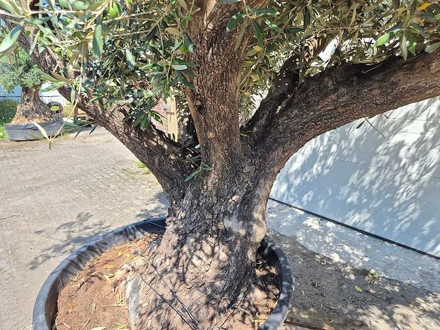 Olijfboom multibol - olea europaea - 75 jaar oud - hoogte ca. 350 cm - afbeelding 4 van  7