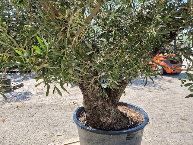 Olijfboom multibol - olea europaea - 75 jaar oud - hoogte ca. 350 cm - afbeelding 5 van  7