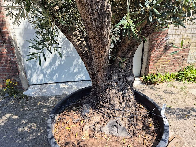 Olijfboom multibol - olea europaea - 75 jaar oud - hoogte ca. 350 cm - afbeelding 6 van  7
