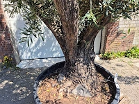 Olijfboom multibol - olea europaea - 75 jaar oud - hoogte ca. 350 cm - afbeelding 6 van  7