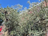 Olijfboom multibol - olea europaea - 75 jaar oud - hoogte ca. 350 cm - afbeelding 7 van  7