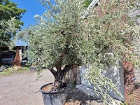 Olijfboom multibol - olea europaea - 75 jaar oud - hoogte ca. 350 cm - afbeelding 3 van  7