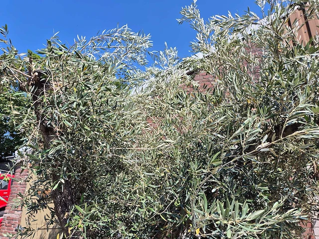 Olijfboom multibol - olea europaea - 75 jaar oud - hoogte ca. 350 cm - afbeelding 7 van  7