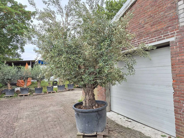 Olijfboom multibol - olea europaea - 75 jaar oud - hoogte ca. 350 cm - afbeelding 4 van  6