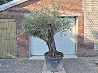 Olijfboom old skin - olea europaea - 100 jaar oud - hoogte ca. 230 cm - afbeelding 1 van  6