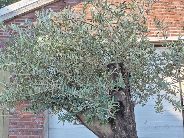 Olijfboom old skin - olea europaea - 100 jaar oud - hoogte ca. 230 cm - afbeelding 2 van  6