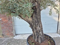 Olijfboom old skin - olea europaea - 100 jaar oud - hoogte ca. 230 cm - afbeelding 3 van  6