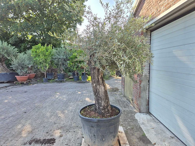 Olijfboom old skin - olea europaea - 100 jaar oud - hoogte ca. 230 cm - afbeelding 4 van  6