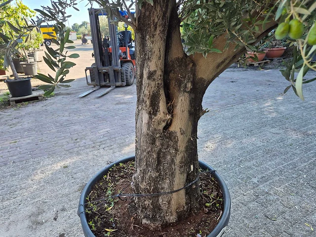 Olijfboom old skin - olea europaea - 100 jaar oud - hoogte ca. 230 cm - afbeelding 5 van  6