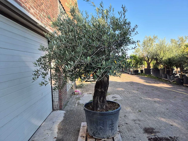 Olijfboom old skin - olea europaea - 100 jaar oud - hoogte ca. 230 cm - afbeelding 6 van  6