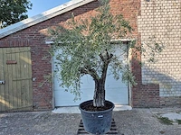 Olijfboom old skin - olea europaea - 100 jaar oud - hoogte ca. 230 cm - afbeelding 1 van  7