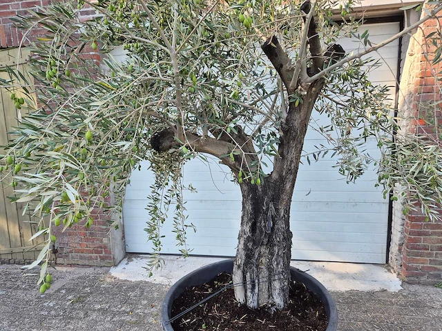 Olijfboom old skin - olea europaea - 100 jaar oud - hoogte ca. 230 cm - afbeelding 2 van  7