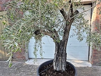 Olijfboom old skin - olea europaea - 100 jaar oud - hoogte ca. 230 cm - afbeelding 2 van  7