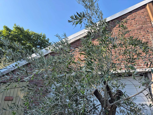 Olijfboom old skin - olea europaea - 100 jaar oud - hoogte ca. 230 cm - afbeelding 3 van  7
