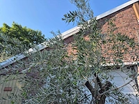 Olijfboom old skin - olea europaea - 100 jaar oud - hoogte ca. 230 cm - afbeelding 3 van  7