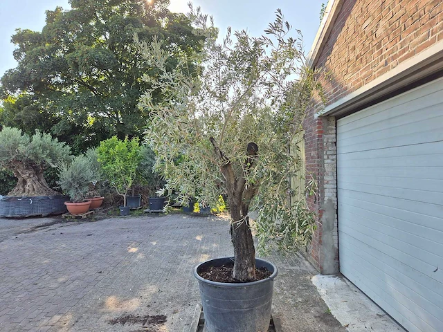 Olijfboom old skin - olea europaea - 100 jaar oud - hoogte ca. 230 cm - afbeelding 4 van  7