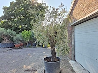 Olijfboom old skin - olea europaea - 100 jaar oud - hoogte ca. 230 cm - afbeelding 4 van  7
