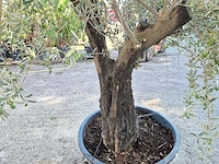 Olijfboom old skin - olea europaea - 100 jaar oud - hoogte ca. 230 cm - afbeelding 5 van  7