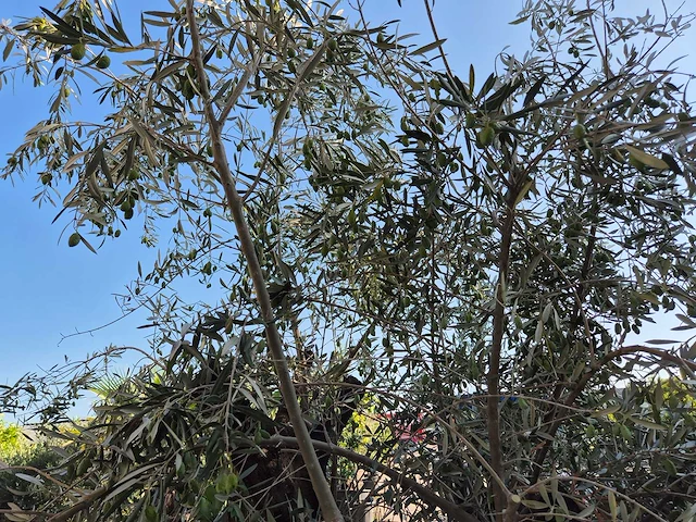 Olijfboom old skin - olea europaea - 100 jaar oud - hoogte ca. 230 cm - afbeelding 6 van  7