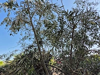 Olijfboom old skin - olea europaea - 100 jaar oud - hoogte ca. 230 cm - afbeelding 6 van  7