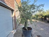 Olijfboom old skin - olea europaea - 100 jaar oud - hoogte ca. 230 cm - afbeelding 7 van  7
