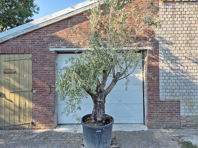 Olijfboom old skin - olea europaea - 100 jaar oud - hoogte ca. 230 cm - afbeelding 1 van  5