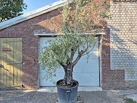 Olijfboom old skin - olea europaea - 100 jaar oud - hoogte ca. 230 cm - afbeelding 1 van  5