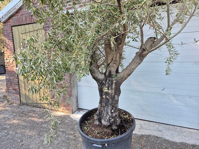 Olijfboom old skin - olea europaea - 100 jaar oud - hoogte ca. 230 cm - afbeelding 2 van  5