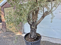 Olijfboom old skin - olea europaea - 100 jaar oud - hoogte ca. 230 cm - afbeelding 2 van  5