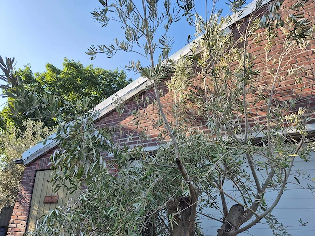 Olijfboom old skin - olea europaea - 100 jaar oud - hoogte ca. 230 cm - afbeelding 3 van  5