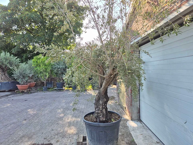 Olijfboom old skin - olea europaea - 100 jaar oud - hoogte ca. 230 cm - afbeelding 4 van  5