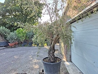 Olijfboom old skin - olea europaea - 100 jaar oud - hoogte ca. 230 cm - afbeelding 4 van  5