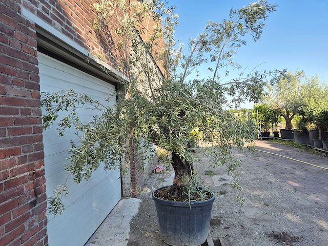 Olijfboom old skin - olea europaea - 100 jaar oud - hoogte ca. 230 cm - afbeelding 5 van  5