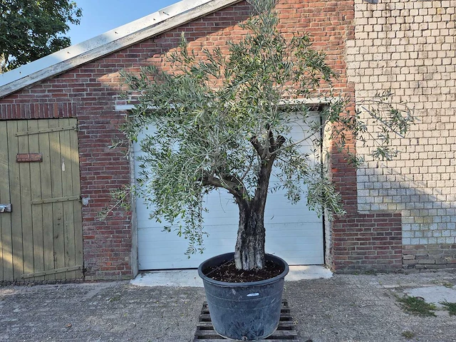 Olijfboom old skin - olea europaea - 100 jaar oud - hoogte ca. 230 cm - afbeelding 1 van  7